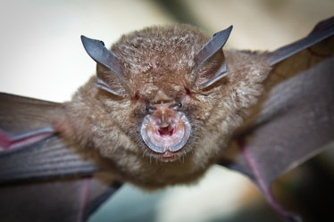 Intermediate Horseshoe Bat (Rhinolophus affinis),that live in caves Is a nocturnal animal Foul and d...
