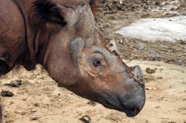 A rare, endangered Sumatran rhino 