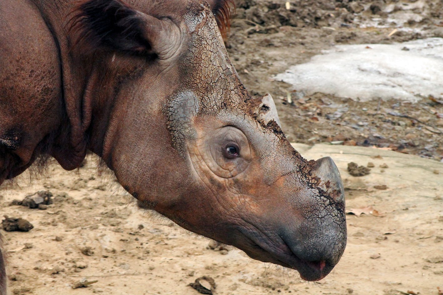 16 unique animals that could go extinct by 2030 and how to change that