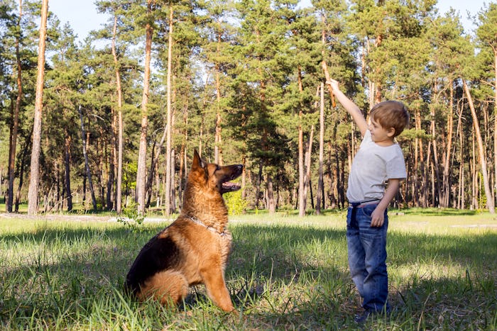 a little boy playing with his loyal german shepherd outside in the grass