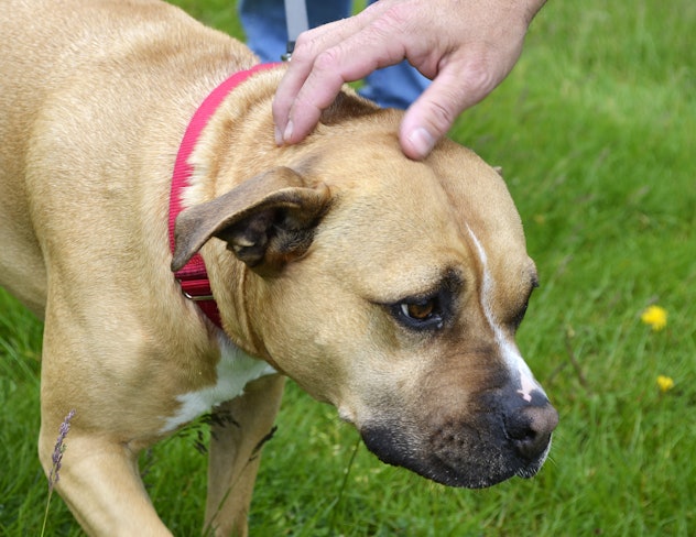 Timid tan and white pit bull terrier being pet on head by new owner 