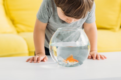 adorable curious boy looking into aquarium with gold fish 
