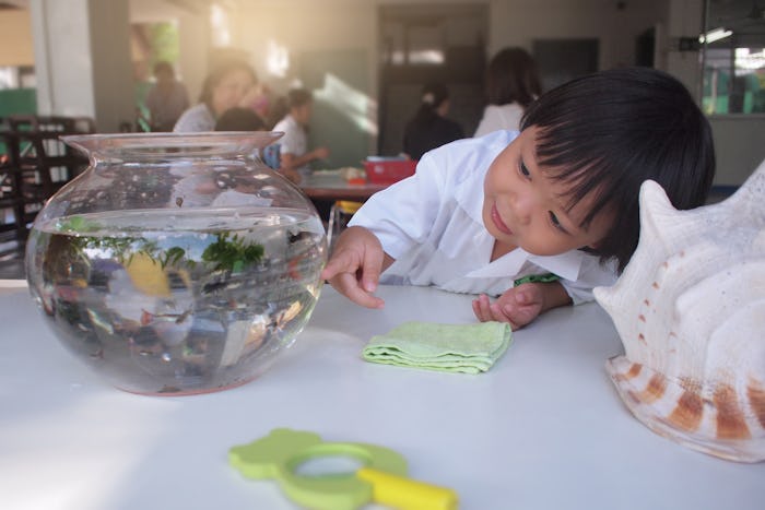 a toddler looking at a fish in a bowl
