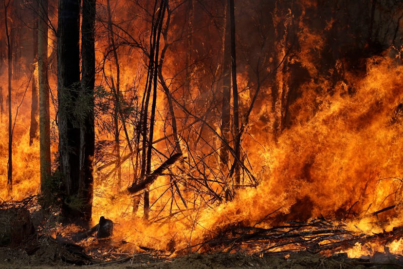 An intentionally lit controlled fire burns intensely near Tomerong, Australia, in an effort to conta...
