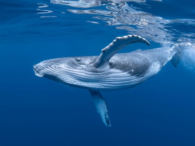 A Baby Humpback Whale Plays Near the Surface in Blue Water