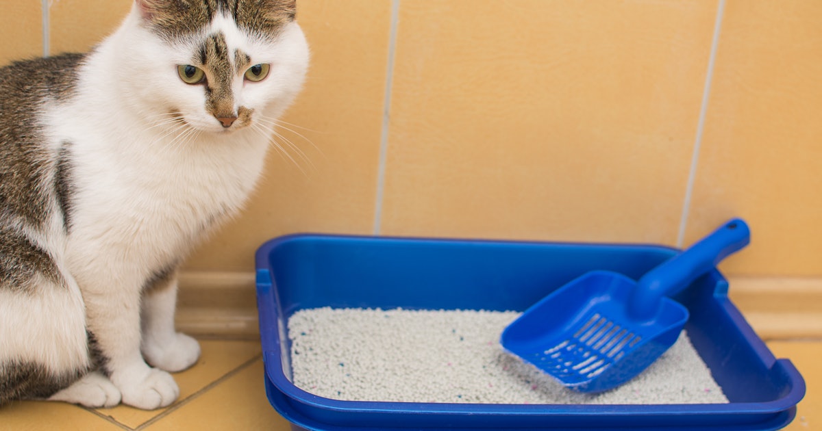 Training Your Cat: How to Teach Litter Box Use 