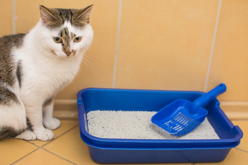 best cat litter scoops