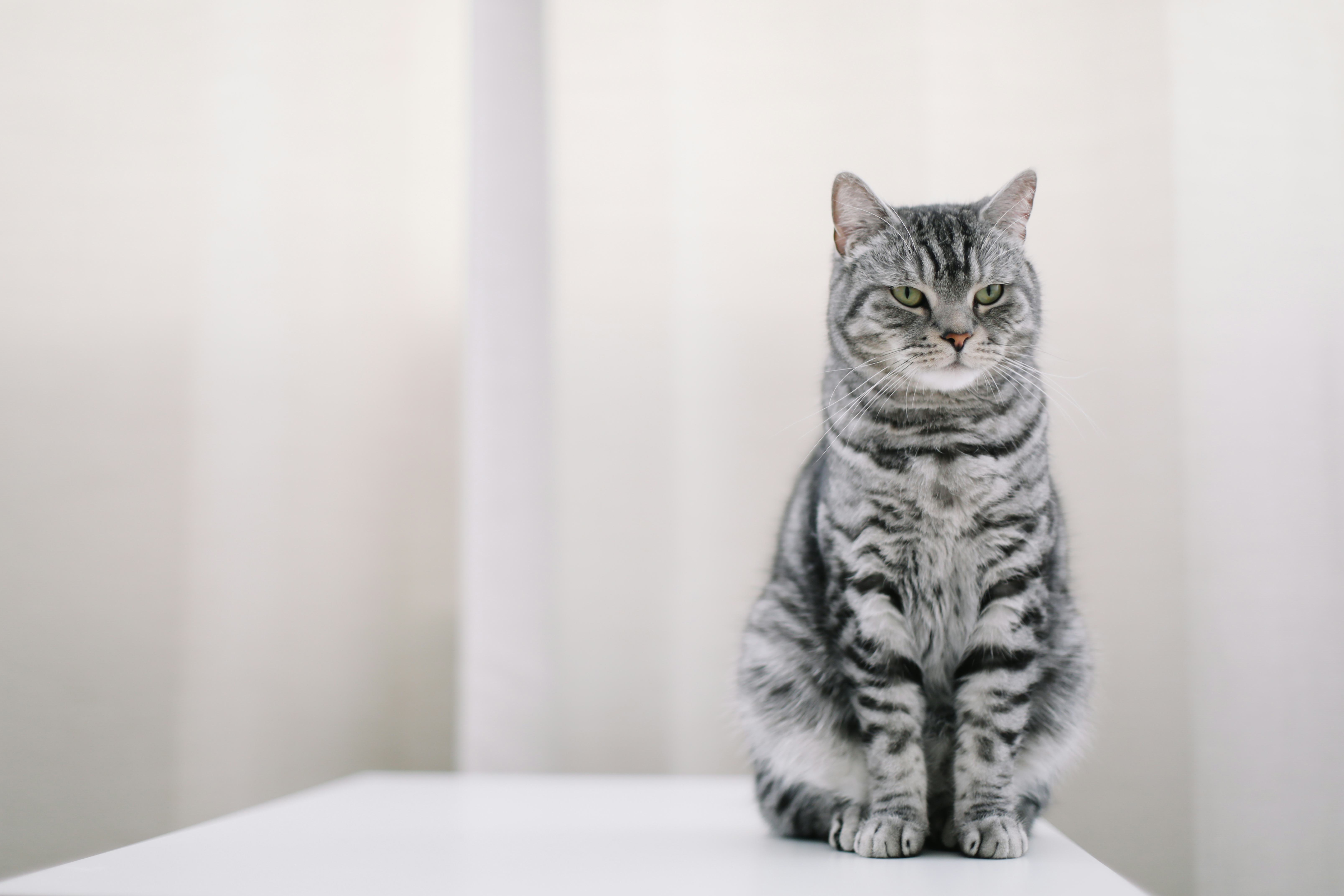 Science explains How to actually befriend a cat