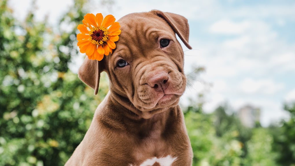 These 21 Dog Zoom Backgrounds Will Upgrade Your Calls With Some Puppy Love