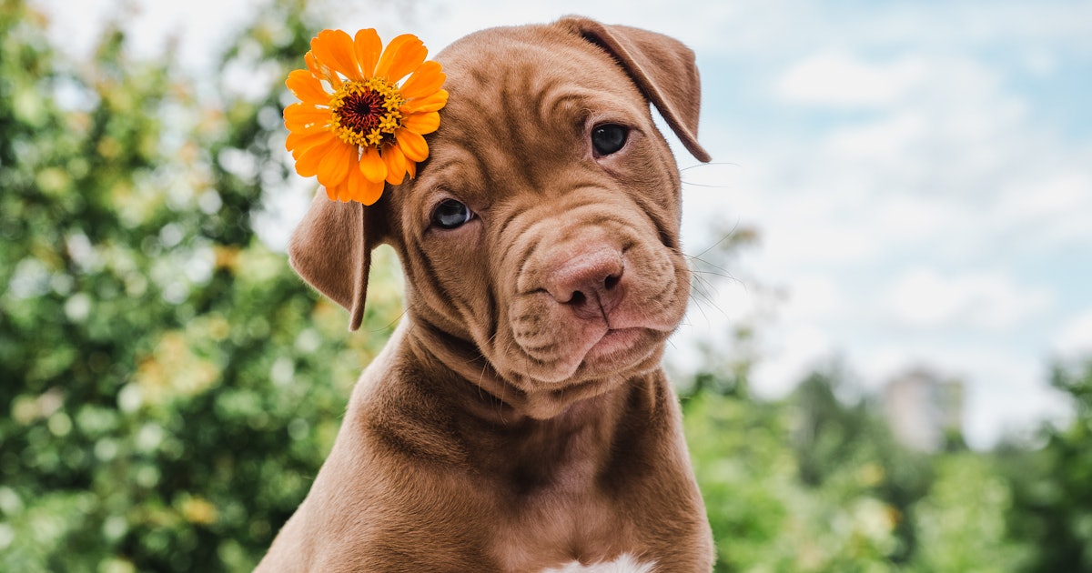 These 21 Dog Zoom Backgrounds Will Upgrade Your Calls With Some Puppy Love