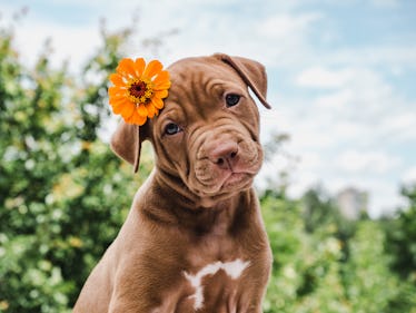 These dog Zoom backgrounds will totally up your video calls. 