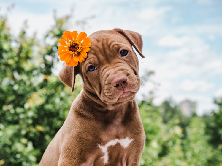 These dog Zoom backgrounds will totally up your video calls.