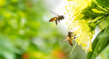 Flying honey bee collecting pollen at yellow flower. Bee flying over the yellow flower in blur backg...