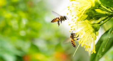 Flying honey bee collecting pollen at yellow flower. Bee flying over the yellow flower in blur backg...