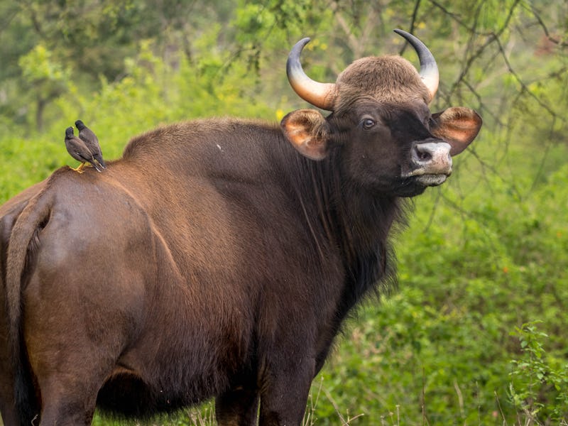 indian guar at bandipur forest area watching its visitors who are in the jeep safari