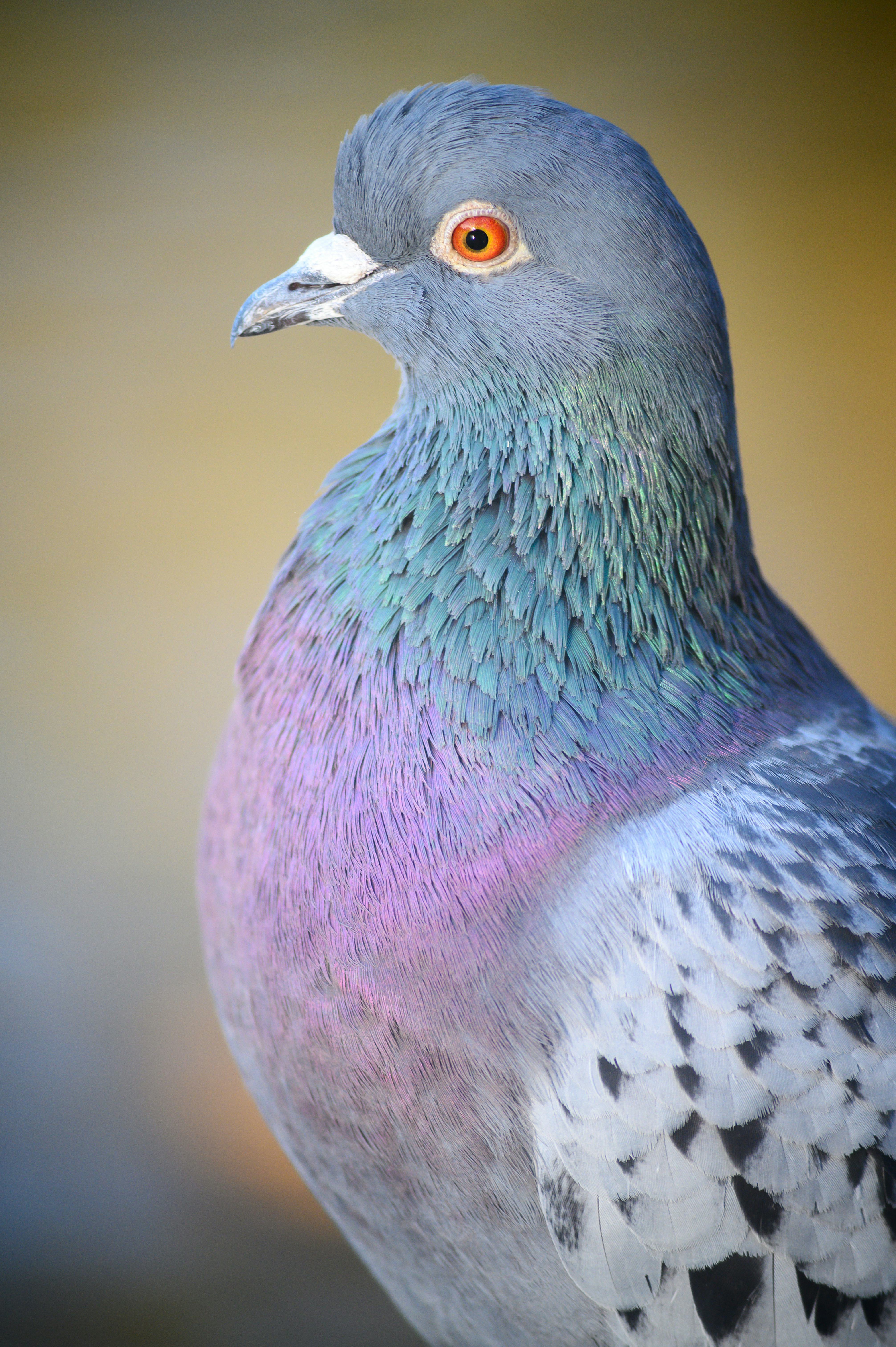 Rock dove or common pigeon or feral pigeon in Kelsey Park, Beckenham, Greater London. Close up of th...