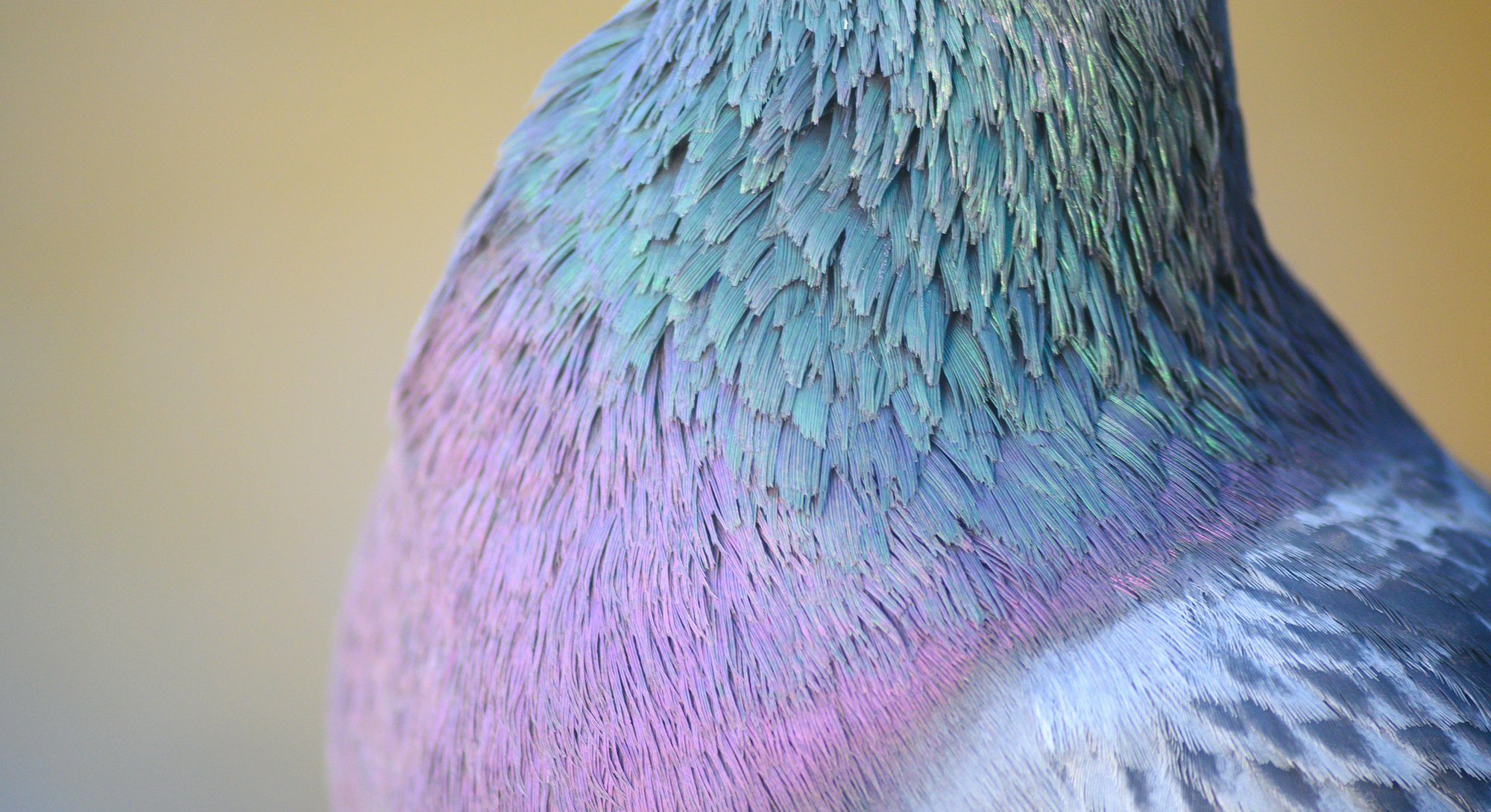 Rock dove or common pigeon or feral pigeon in Kelsey Park, Beckenham, Greater London. Close up of th...