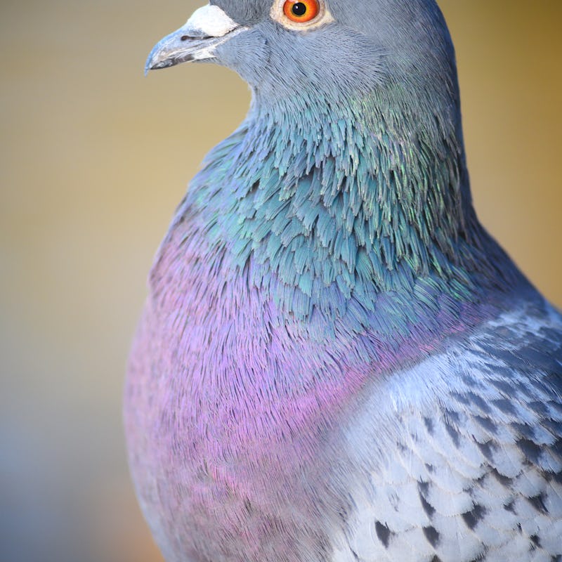 Rock dove or common pigeon or feral pigeon in Kelsey Park, Beckenham, Greater London. Close up of th...