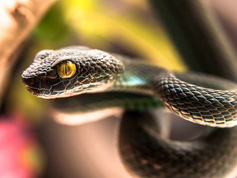 Close up of  Green pit viper (Poisonous Green Snake)