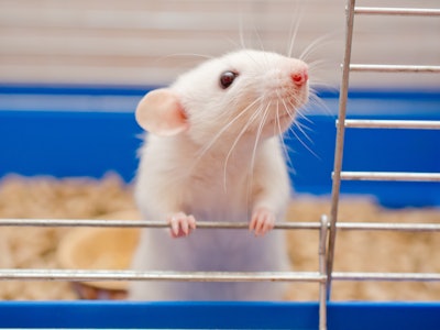 Funny curious white rat looking out of a cage (shallow DOF, selective focus on the rat nose and whis...