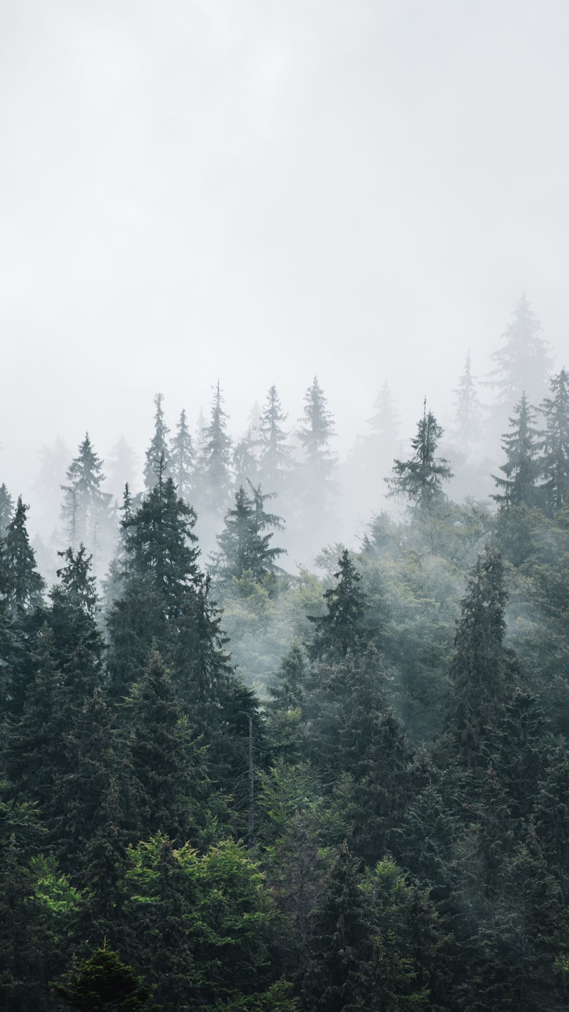 Misty foggy mountain landscape with fir forest and copyspace in vintage retro hipster style