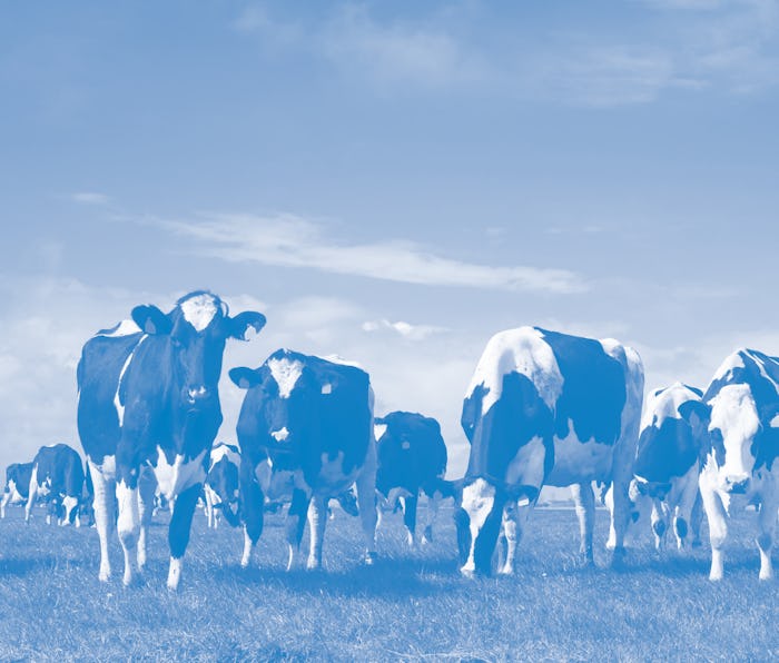 Cows in the Netherlands