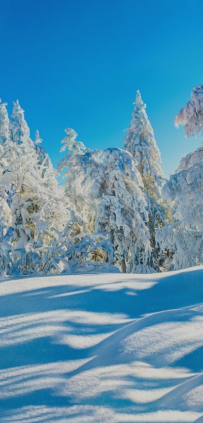 Winter snow forest trees landscape. Snowy winter forest scene. Winter snow forest scene. Snow covere...