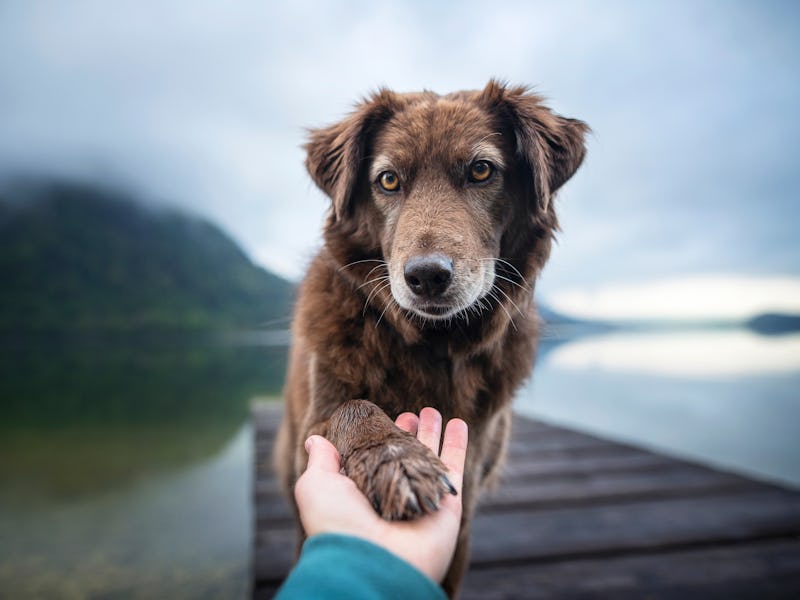 Dog gives human paw. Friendship between man and dog.