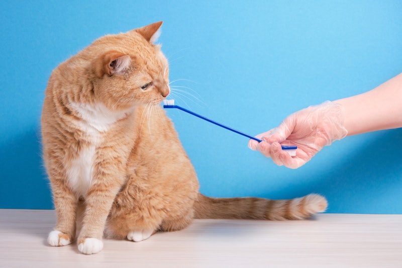 ginger fluffy cat sniffs a toothbrush on a blue background, a female hand in a rubber glove is cutti...