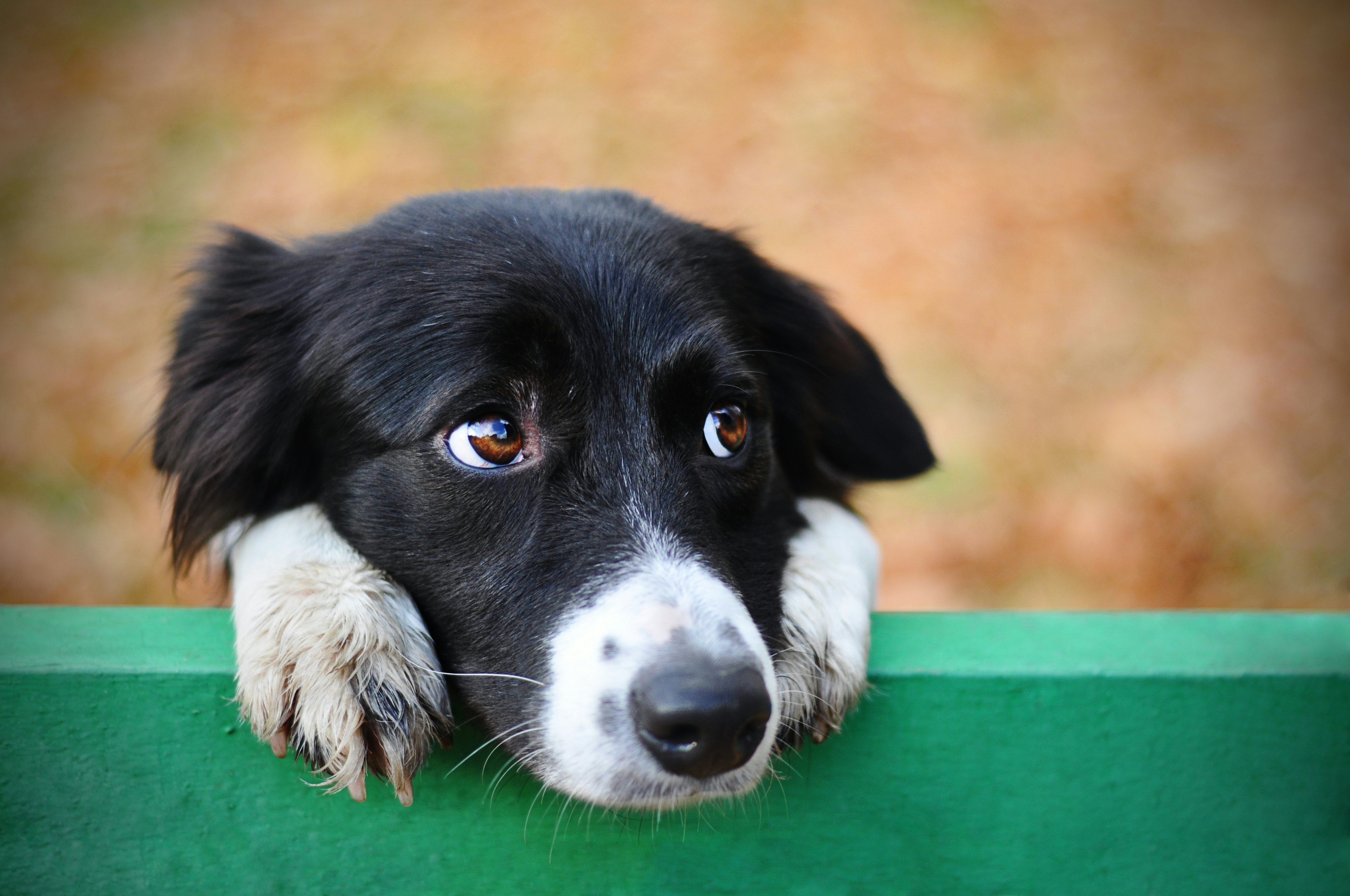 Google Sues Alleged Puppy Scammer For Selling Fake Dogs   46ced098 E405 46ee 886a B89bf0e80a71 Shutterstock 1775324372 