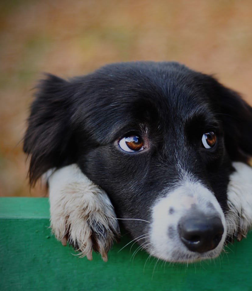 Skeptic sad border collie dog thinking & dont know what to do in park looks depressed. Homeless witt...
