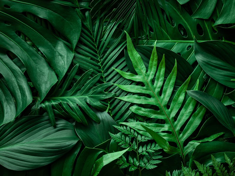closeup nature view of green leaf and palms background. Flat lay, dark nature concept, tropical leaf