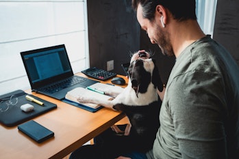 dog sitting on man's lap while working