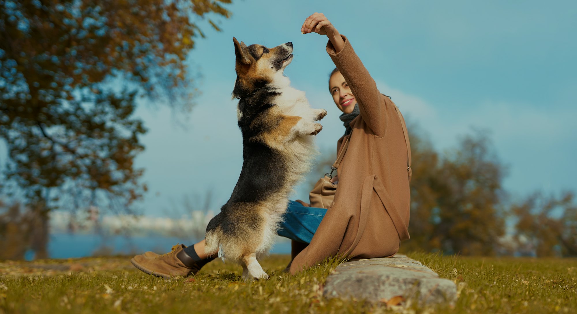 woman with dog on grass in autumn park, training Welsh Corgi dog outdoors. pet standing on hind paws...