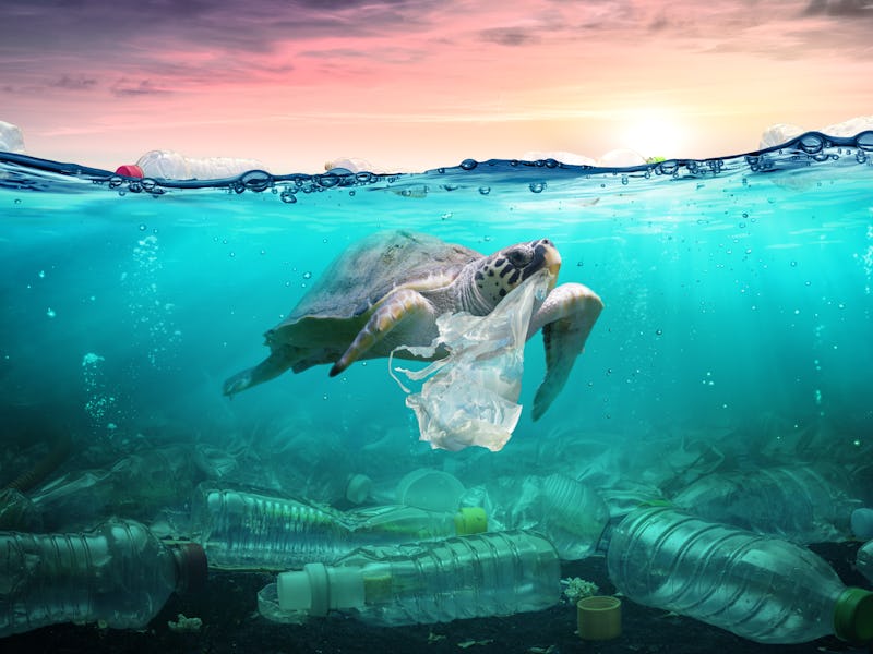 Plastic Pollution In Ocean - Turtle Eat Plastic Bag - Environmental Problem