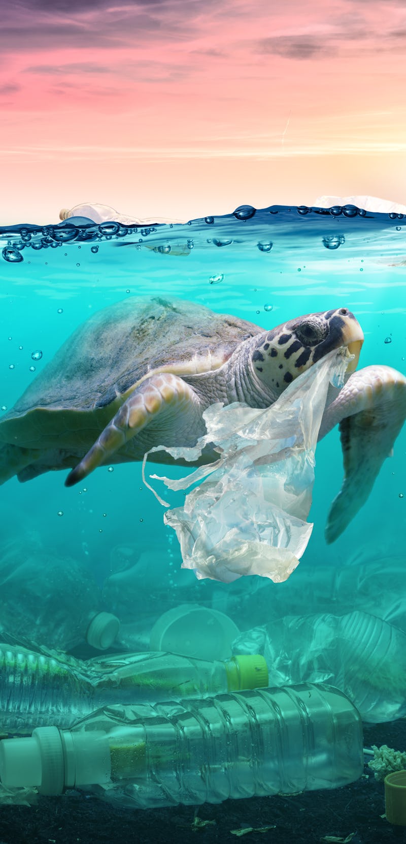 Plastic Pollution In Ocean - Turtle Eat Plastic Bag - Environmental Problem
