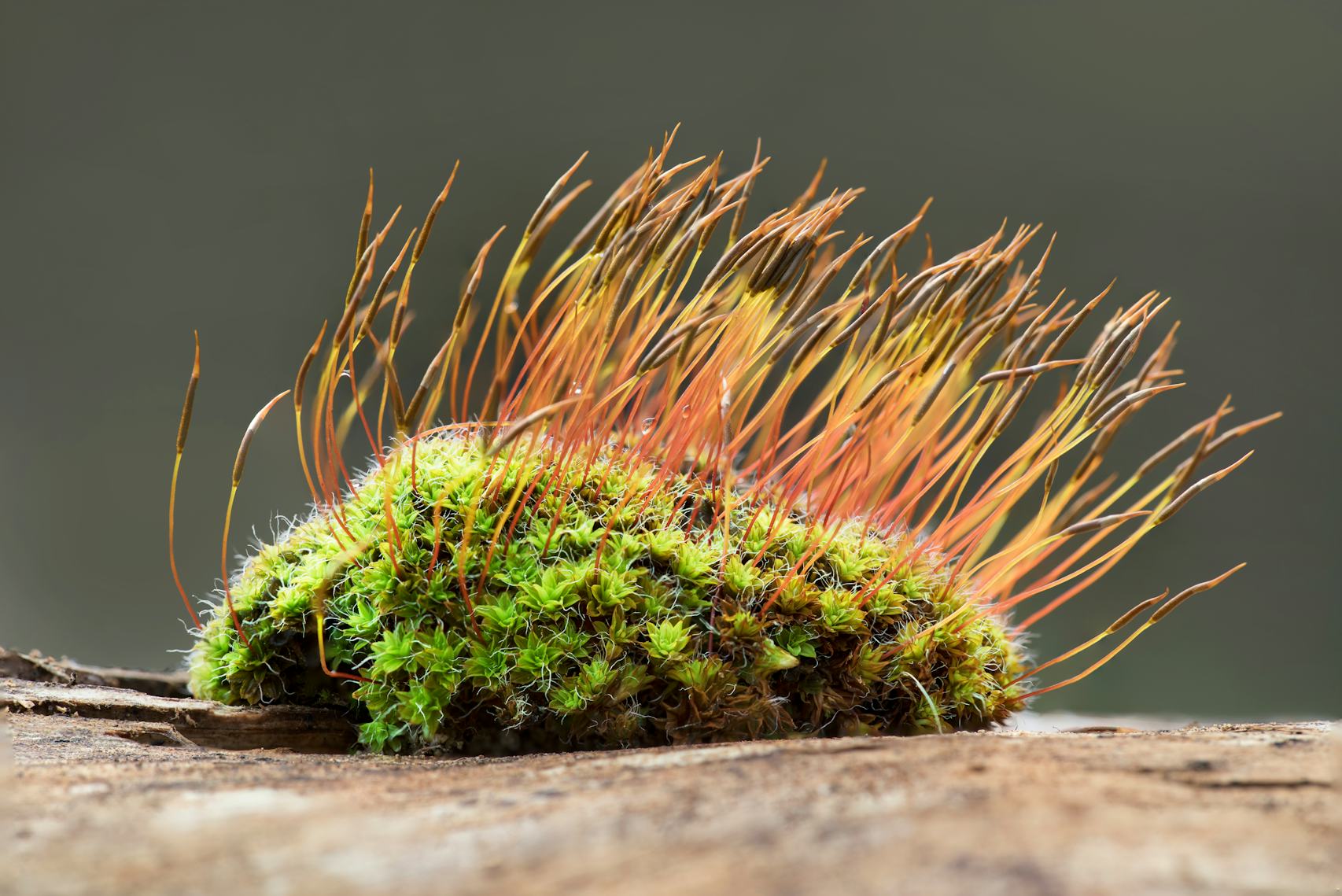 Moss: The 350-million-year-old plants that turn the unsightly