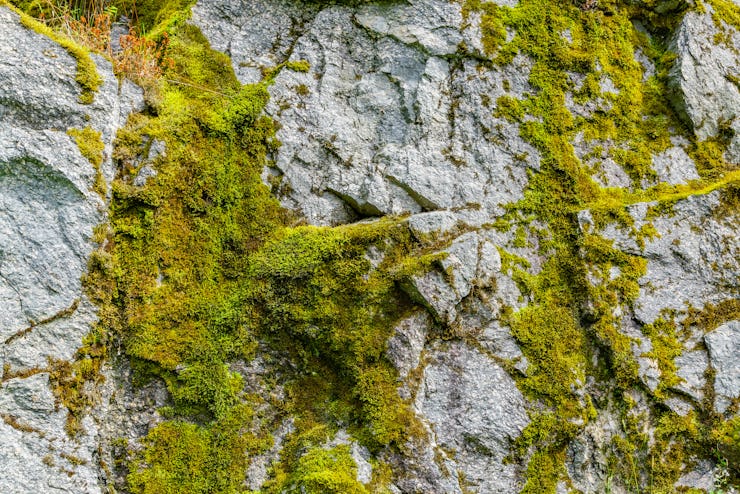 Moss on a rock face. Relief and texture of stone with patterns and moss. Stone natural background. S...