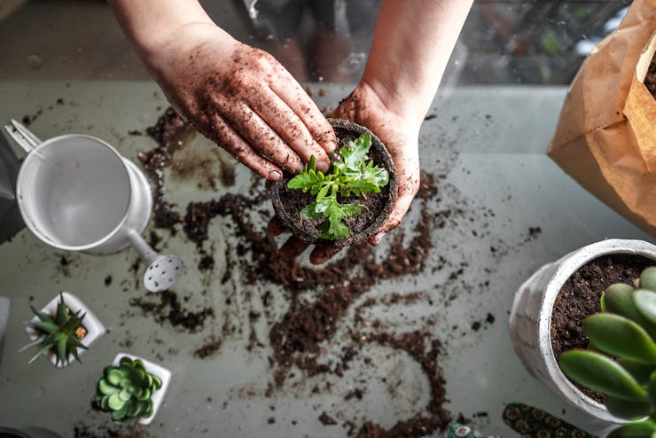 gardening home. Girl replanting green pasture in home garden.indoor garden,room with plants banner P...