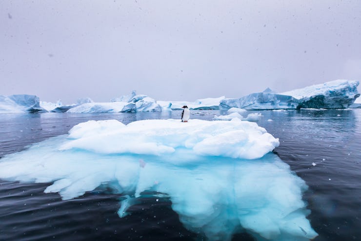Gentoo Penguin alone on iceberg in Antarctica, scenic frozen landscape with blue ice and snowfall, A...