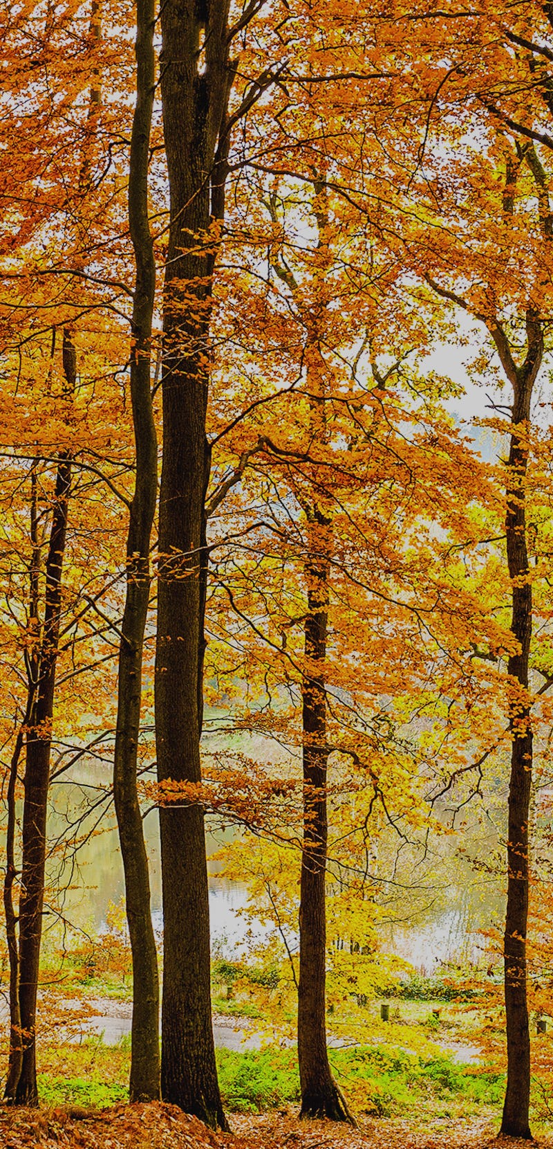 Autumn forest trees scene view. Forest trees in autumn. Autumn forest trees background. Autumn fores...