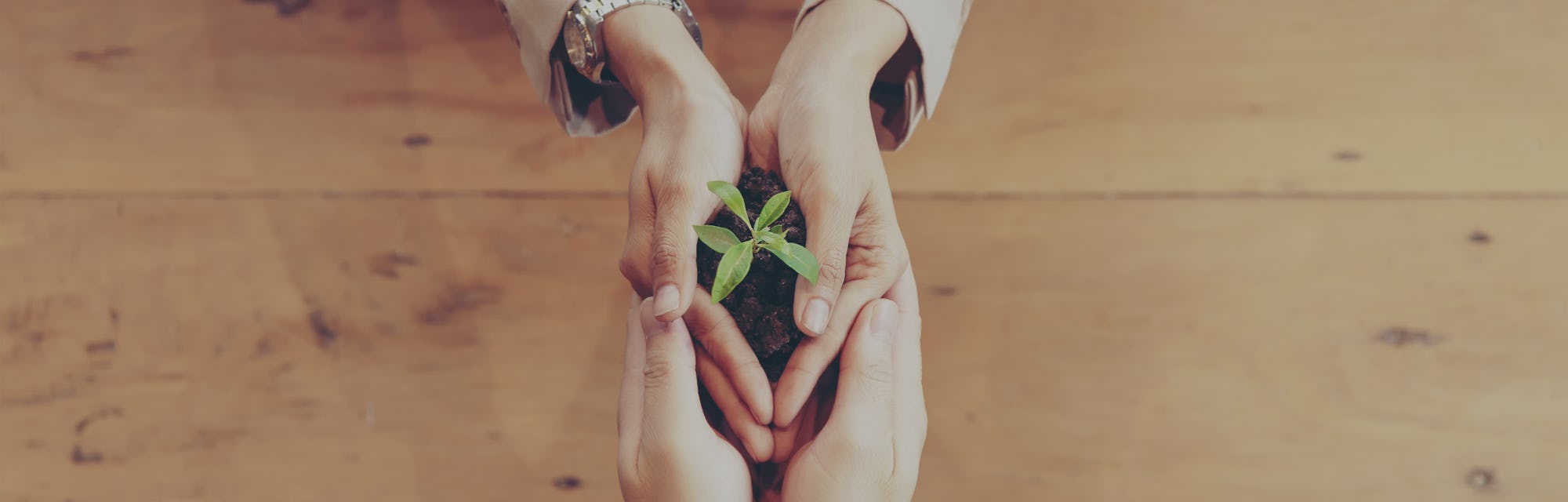 Hands adult business partner and Team Work harmony Cupping young Plant and seeding Nurture grow Env...