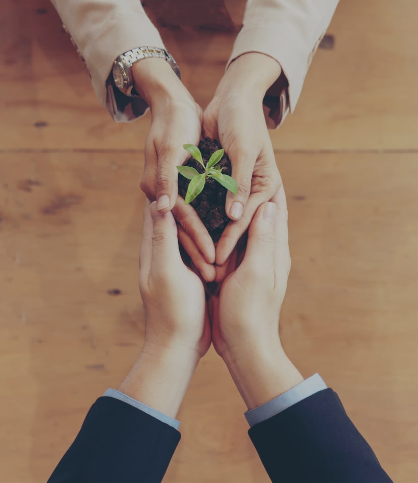 Hands adult business partner and Team Work harmony Cupping young Plant and seeding Nurture grow Env...