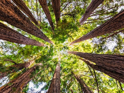 Looking up in a Coastal Redwood forest (Sequoia Sempervirens), converging tree trunks surrounded by ...