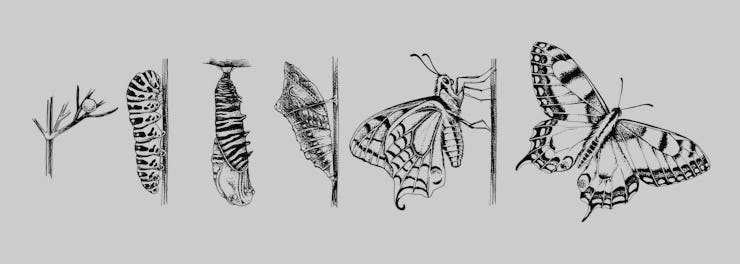 Metamorphosis of the Swallowtail - Papilio machaon - butterfly. 6 studies of changes. Hand drawn vec...