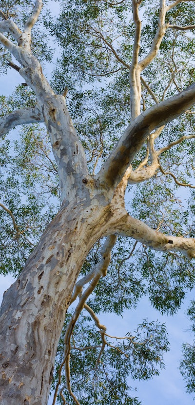 Canopy of big Australian Eucalyptus tree looking up at the sky