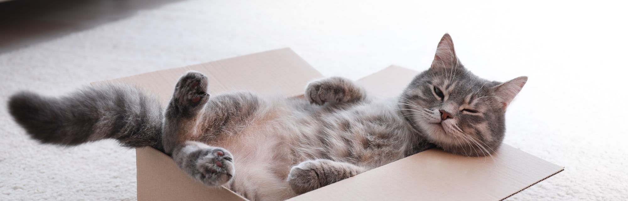 Cute grey tabby cat in cardboard box on floor at home