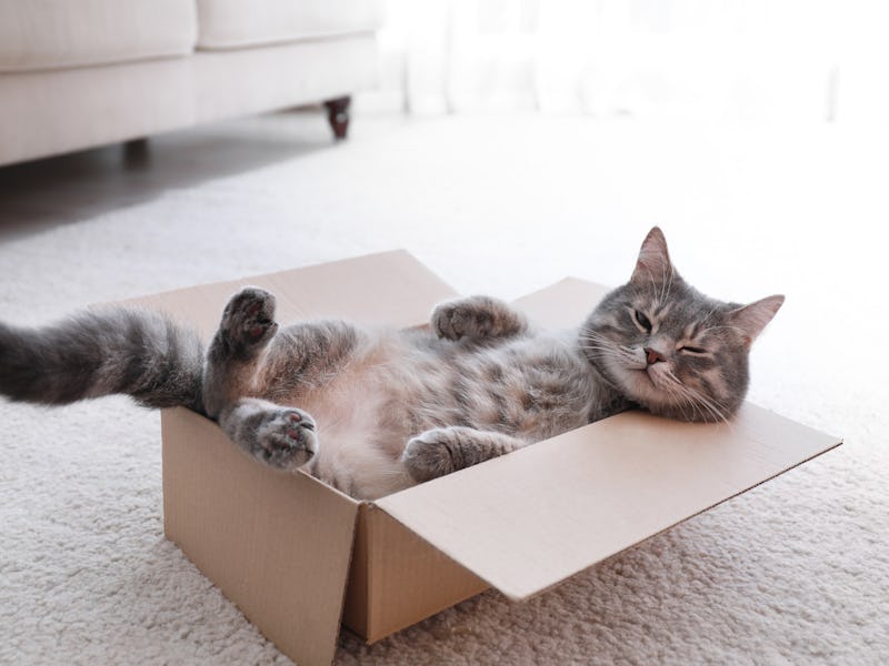 Cute grey tabby cat in cardboard box on floor at home