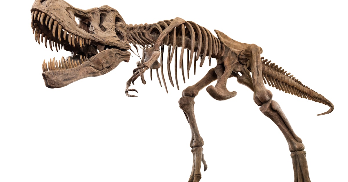 Dino bones reveal T.Rexâs awkward teen phase