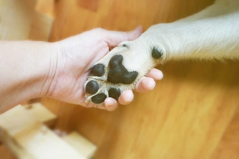 best dog paw balms